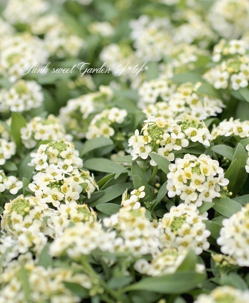 �������ȥ���å��ࡡ�إ��󥤥������� �إ��͡��ɡ�