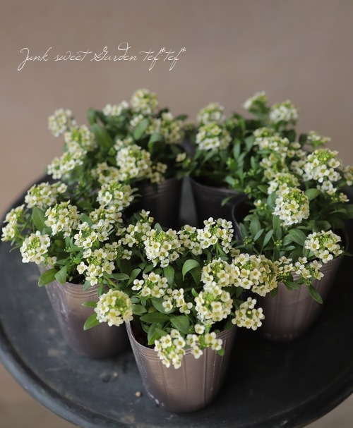 �������ȥ���å��ࡡ�إ��󥤥������� �إ��͡��ɡ�