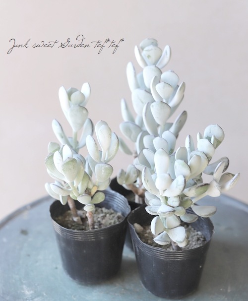 お値下げ！多肉植物  福娘　大苗！ 抜き苗　コチレドン 楽天市場】【多肉植物】だるま福娘 コチレドン属 観葉植物