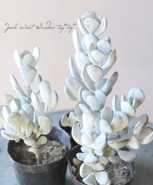 ��¿����ʪ�� ������ɥ�° ����ӥ��饿�������ե��顡��ʡ̼�� ���ꥹ�ޥ����顼��