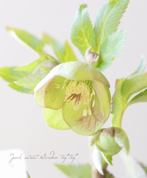 大和園】 クリスマスローズ 『パステリッシュストレイン』 | すべての