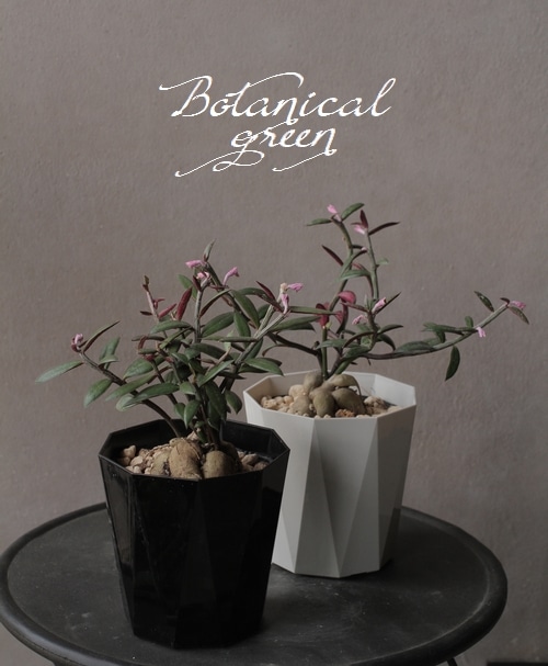 塊根植物 CAUDEX コーデックス『モナデニウム・ルベルム』 | すべての