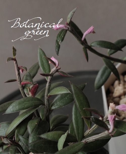 希少 モナデニウム モンタナム 塊根 コーデックス 珍種 希少 モナデニウム モンタナム 塊根 コーデックス 珍種 ルベルム 輸入