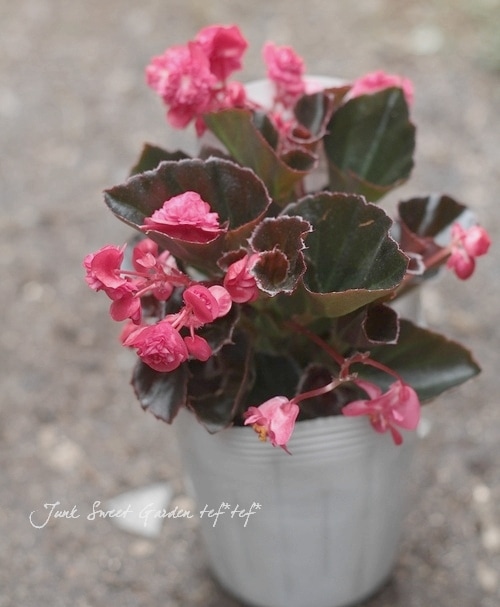 八重咲き小輪ベゴニア 『ダブレット』 ローズ | すべての商品 | | Junk