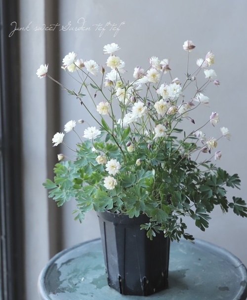 西洋オダマキ 八重アンティークホワイト 4寸スリット鉢 Bタイプ すべての商品 Junk Sweet Garden Tef Tef