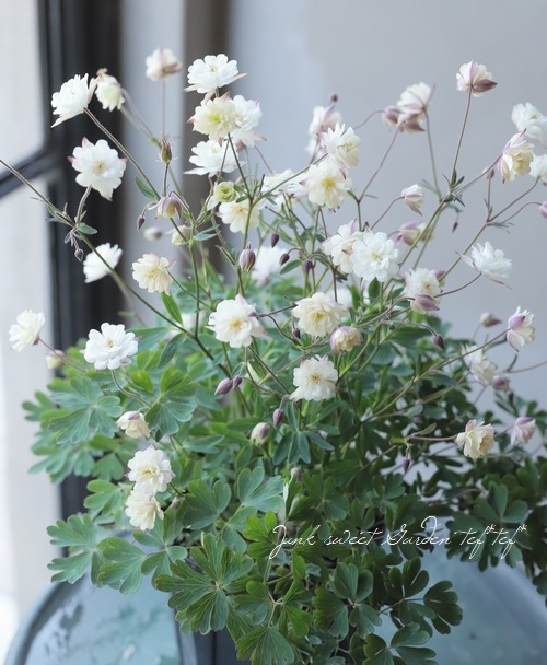 ΥޥȬťƥۥ磻ȡ 4åȭ Bס