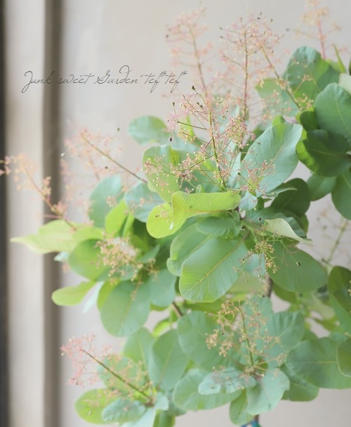 スモークツリー 『オールドファッション』 【15】2022 | すべての商品