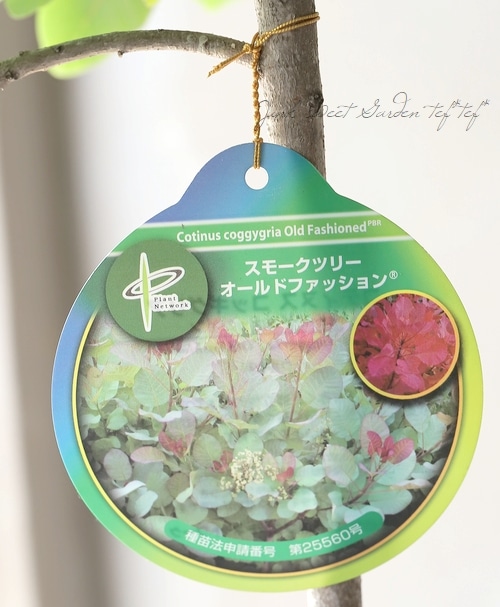 スモークツリー オールドファッション かおpさん専用 スモークツリー