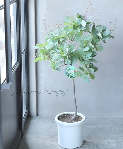 スモークツリー　オールドファッション かおpさん専用 スモークツリー 『オールドファッション』 【12】2022 | すべての商品