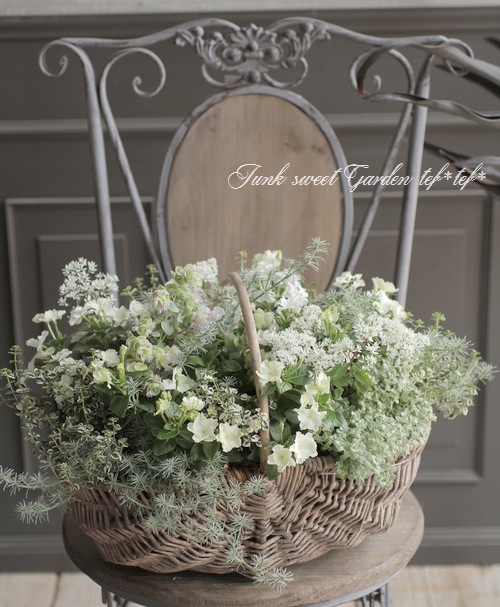 tef*tef*寄せ植え 2017 * no.22 * ニチニチソウ『ホワイト×グリーン