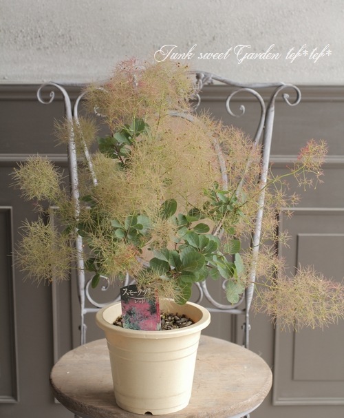 けむりの木 スモークツリー『レッド』 | すべての商品 | | Junk sweet