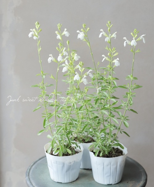 チェリーセージ 『パールホワイト』 宿根サルビア | すべての商品