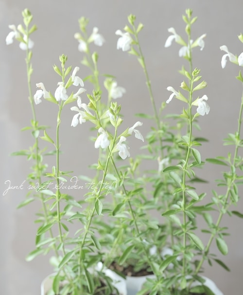 チェリーセージ 『パールホワイト』 宿根サルビア | すべての商品