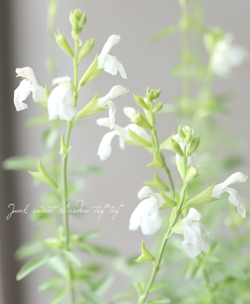 チェリーセージ 『パールホワイト』 宿根サルビア | すべての商品