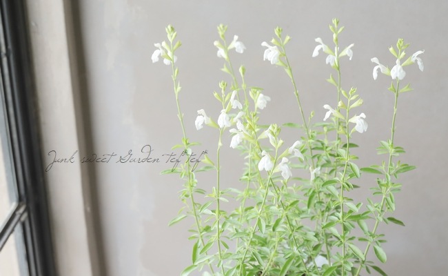 チェリーセージ 『パールホワイト』 宿根サルビア | すべての商品