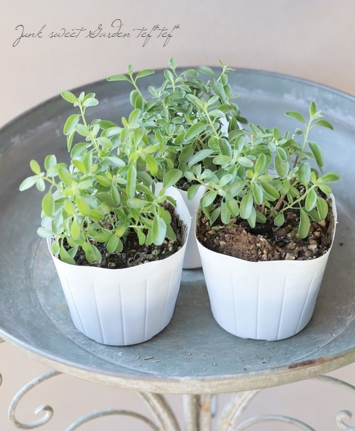 チェリーセージ 『パールホワイト』 宿根サルビア | すべての商品