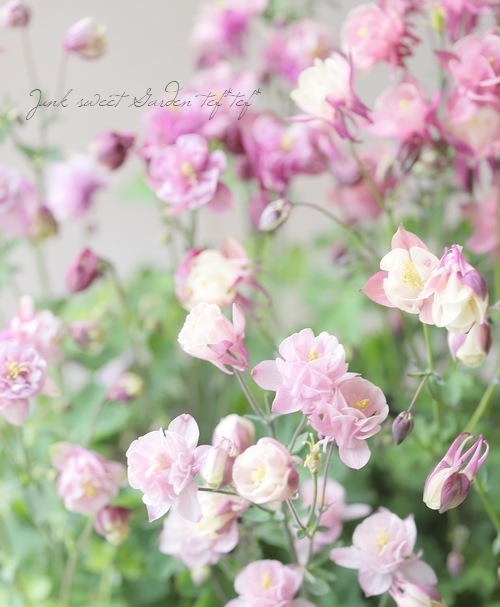 ��LUXURY SELECTION��tef*tef*���ꥸ�ʥ롪���Υ����ޥ����ػ���ʳ��������������� �赨����ͽ��