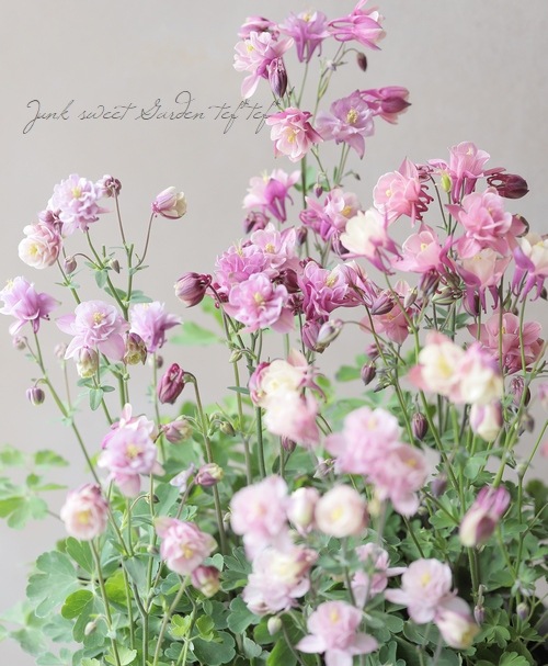 ��LUXURY SELECTION��tef*tef*���ꥸ�ʥ롪���Υ����ޥ����ػ���ʳ��������������� �赨����ͽ��