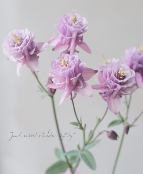 ⭐️非売品⭐️世界ふしぎ発見！　手拭い LUXURY SELECTION】tef*tef*オリジナル！西洋オダマキ 『試作