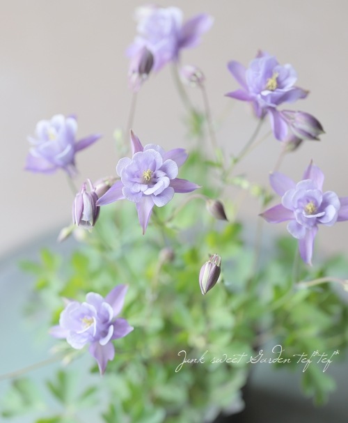 ��LUXURY SELECTION��tef*tef*���ꥸ�ʥ롪���Υ����ޥ����ػ���ʳ��������������� �赨����ͽ��