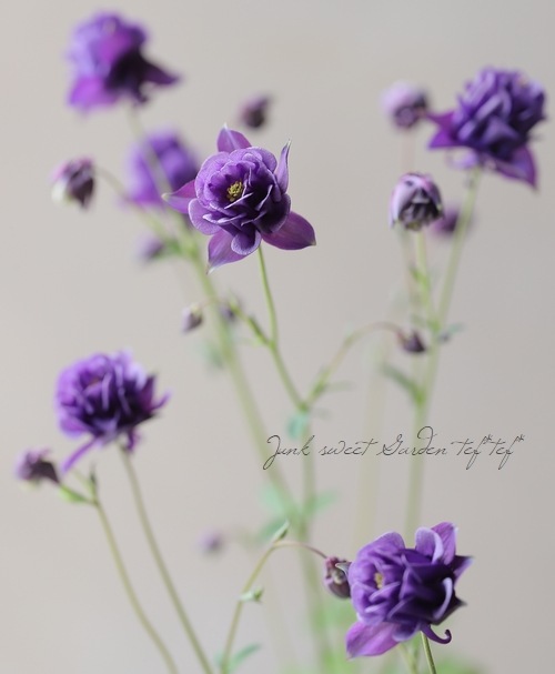 ��LUXURY SELECTION��tef*tef*���ꥸ�ʥ롪���Υ����ޥ����ػ���ʳ��������������� �赨����ͽ��