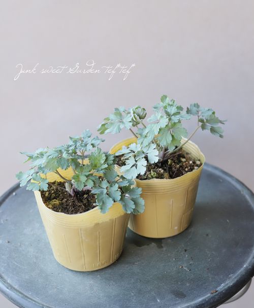 ��LUXURY SELECTION��tef*tef*���ꥸ�ʥ롪���Υ����ޥ����ػ���ʳ��������������� �赨����ͽ��