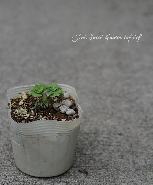 ��LUXURY SELECTION��tef*tef*���ꥸ�ʥ롪���Υ����ޥ����ػ���ʳ��������������� �赨����ͽ��