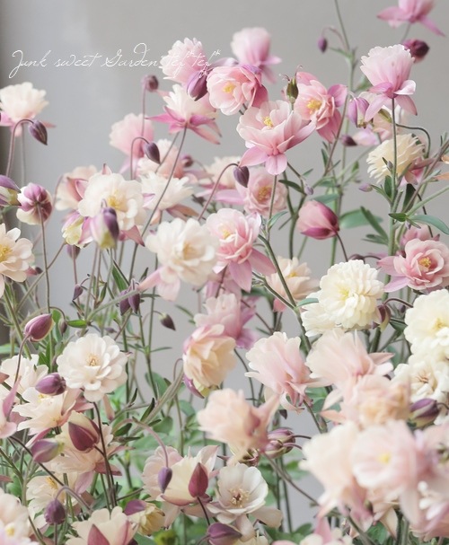 ��LUXURY SELECTION��tef*tef*���ꥸ�ʥ롪���Υ����ޥ����ػ���ʳ��������������� �赨����ͽ��