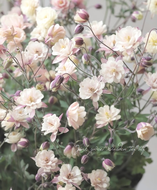 ��LUXURY SELECTION��tef*tef*���ꥸ�ʥ롪���Υ����ޥ����ػ���ʳ��������������� �赨����ͽ��