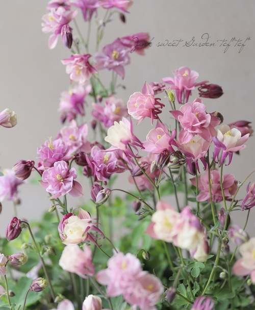 ��LUXURY SELECTION��tef*tef*���ꥸ�ʥ롪���Υ����ޥ����ػ���ʳ��������������� �赨����ͽ��