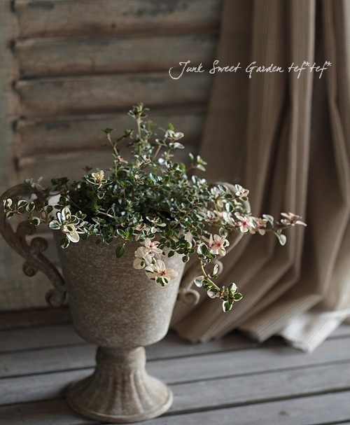 丈夫な斑入りのハーブ 『フォックスリータイム』 細かく株分け出来る