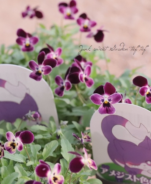 みもとビオラ 『アメジスト色の涙』 | すべての商品 | | Junk sweet