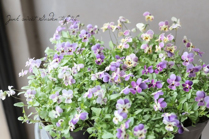 みもとビオラ 『アメジスト色の涙』 | すべての商品 | | Junk sweet