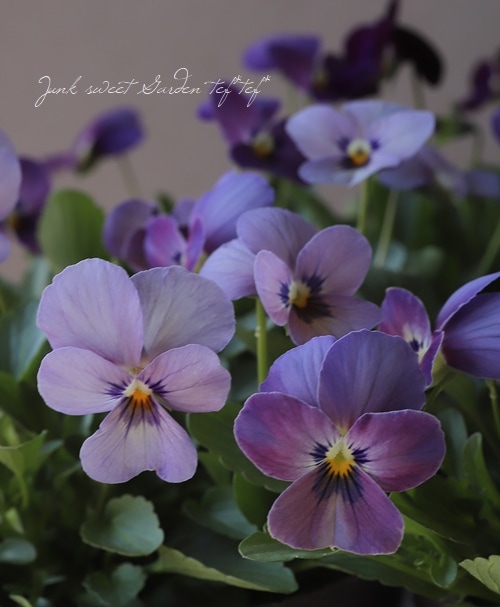 みもとビオラ 『アメジスト色の涙』 | すべての商品 | | Junk sweet