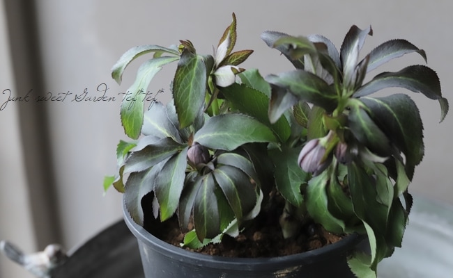 三浦孝之氏・クリスマスローズ 『原種系hd（クロアチカス・ダブル交配