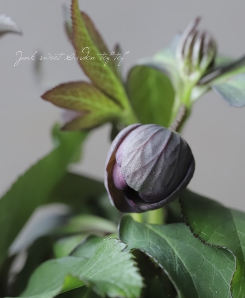 5_000000019137.jpg?1676263333