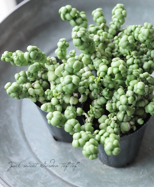 ڴտʪ ǥǥ إɥ饴󥸥ɡ١