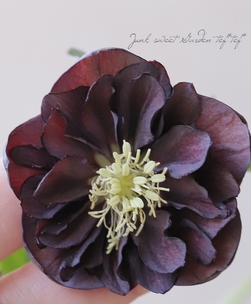 横山園芸・育種生産】 クリスマスローズ 『ダブル』 【Z】 | すべての