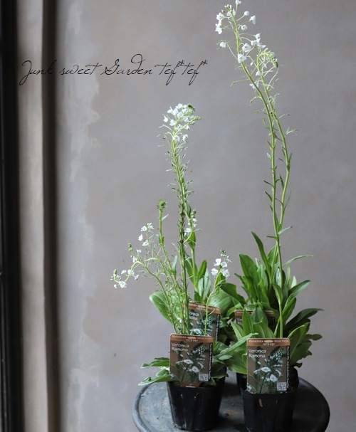 �٥��˥�������ƥ����Υ��ǥ� �إ��ʡ�