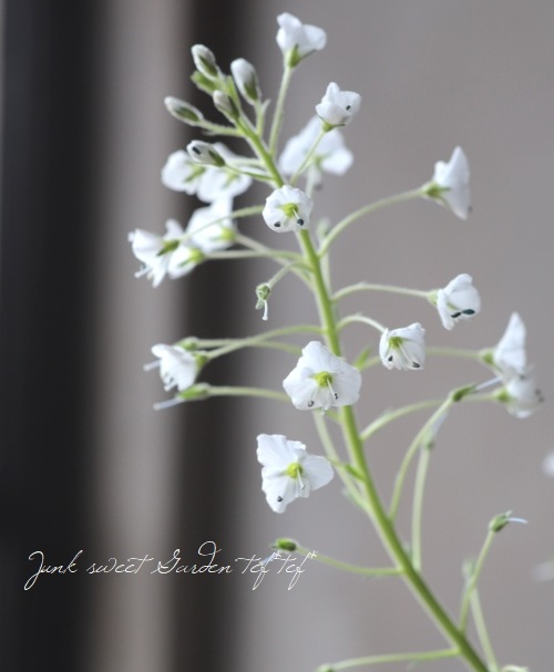 �٥��˥�������ƥ����Υ��ǥ� �إ��ʡ�