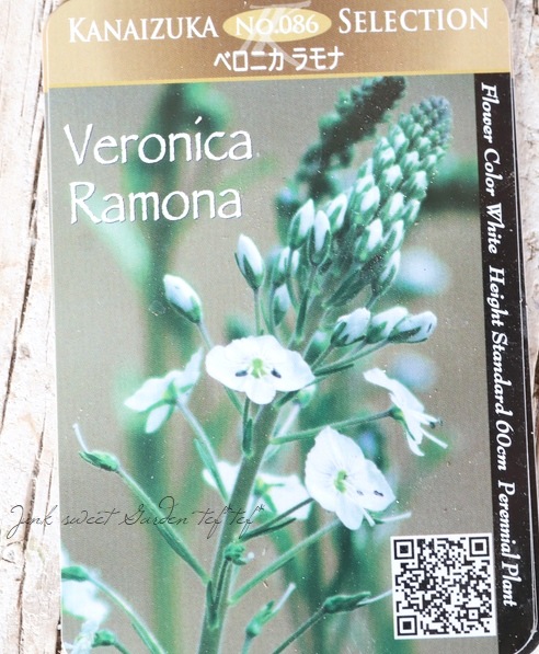 �٥��˥�������ƥ����Υ��ǥ� �إ��ʡ�