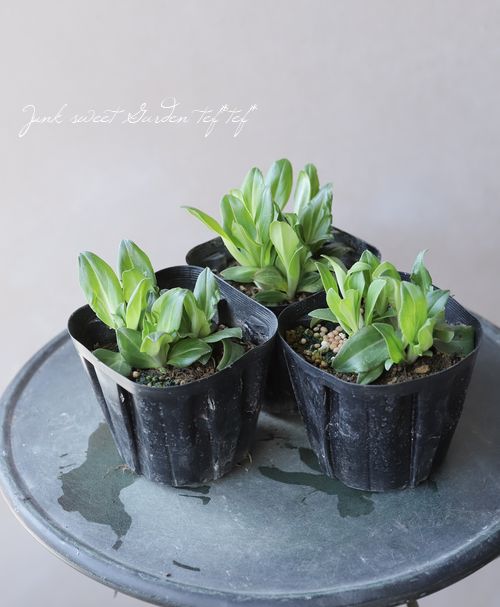 �٥��˥�������ƥ����Υ��ǥ� �إ��ʡ�