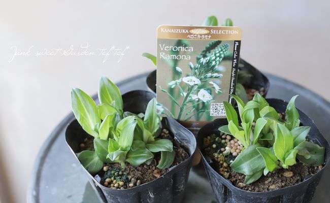 �٥��˥�������ƥ����Υ��ǥ� �إ��ʡ�