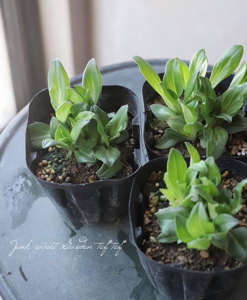 �٥��˥�������ƥ����Υ��ǥ� �إ��ʡ�