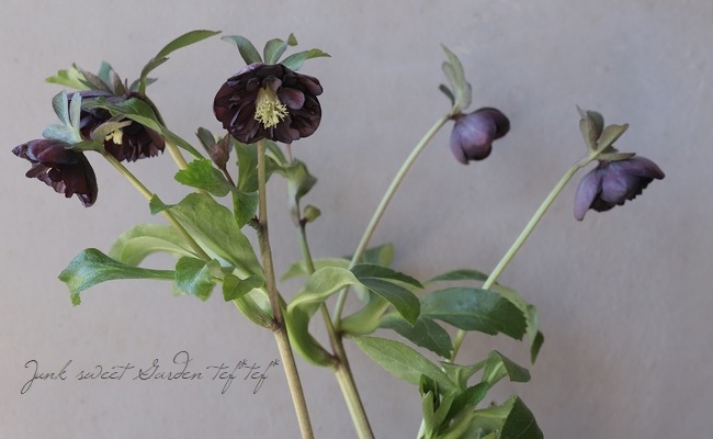 横山園芸・育種生産】 クリスマスローズ 『ダブル』 【Z】 | すべての