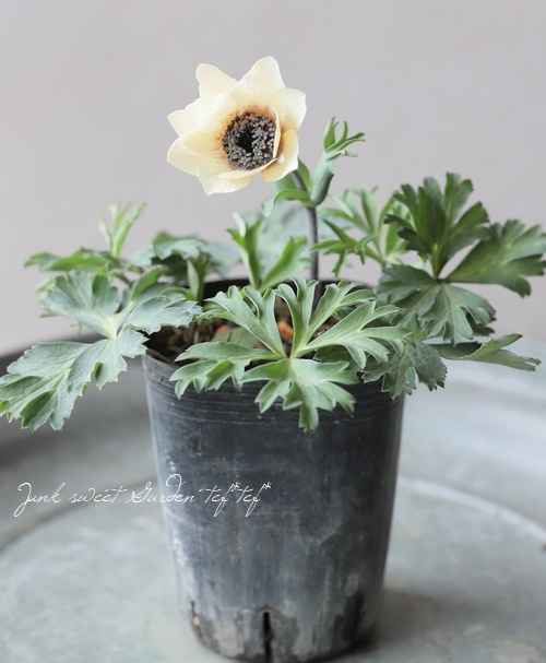 アネモネパブニナ 横山園芸さんのガーデンアネモネ 『パブニナ』 【No.42】2023