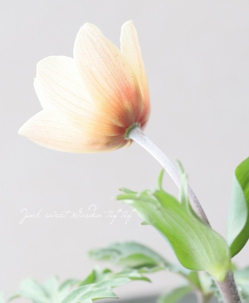 横山園芸さんのガーデンアネモネ 『パブニナ』 【No.42】2023