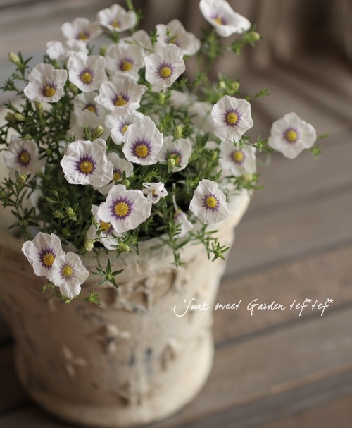 �ˡ����٥륮�����������������إ֥롼��󥰡�