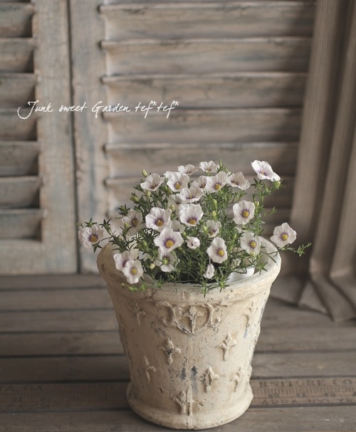 �ˡ����٥륮�����������������إ֥롼��󥰡�