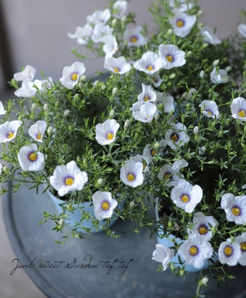 �ˡ����٥륮�����������������إ֥롼��󥰡�